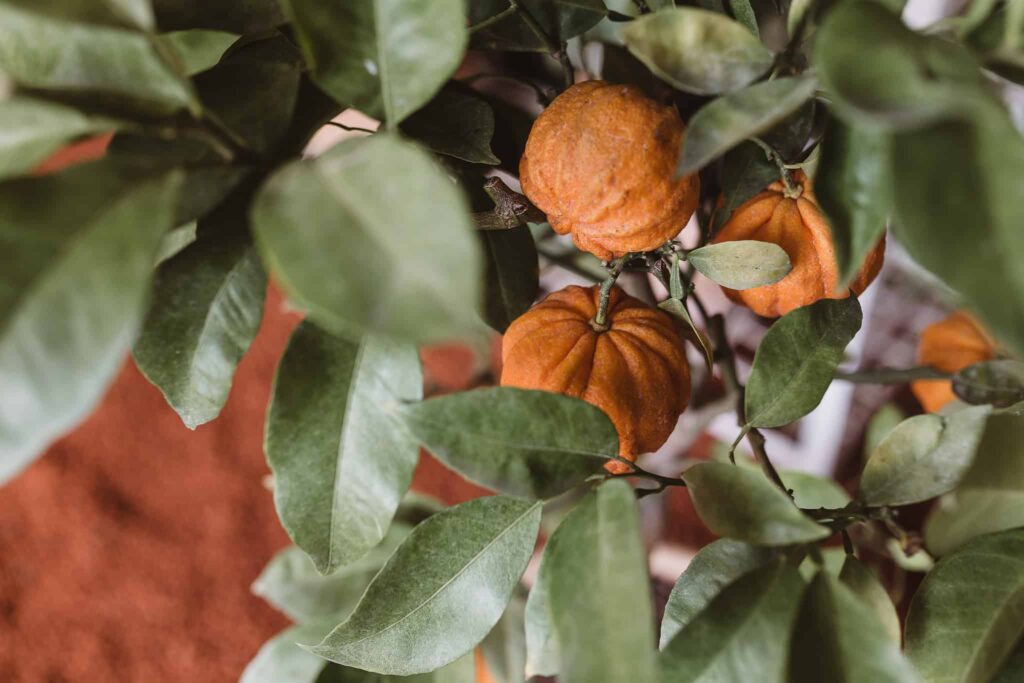 Alice Monnier Photographie mariage France quebec photographe